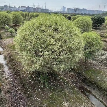 瓜子黄杨球
