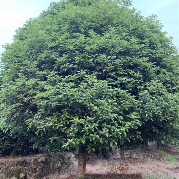 桂花