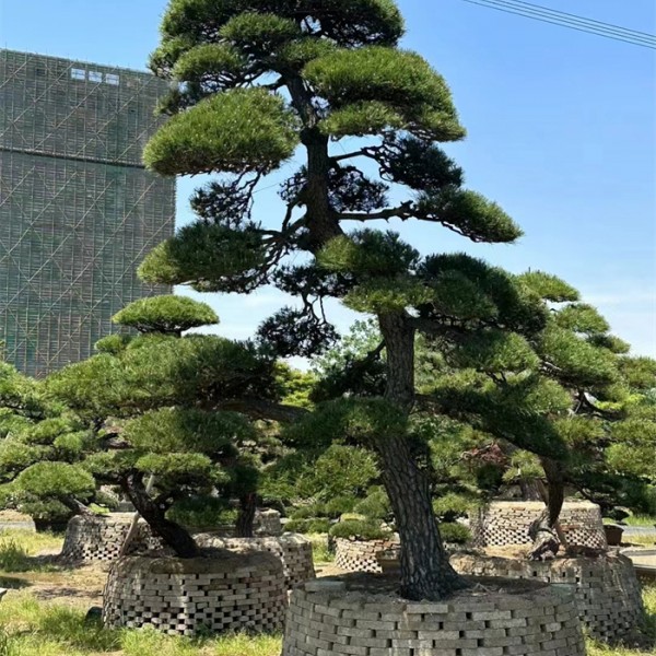 黑松造型