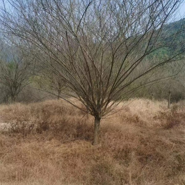 红梅
