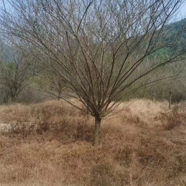 红梅