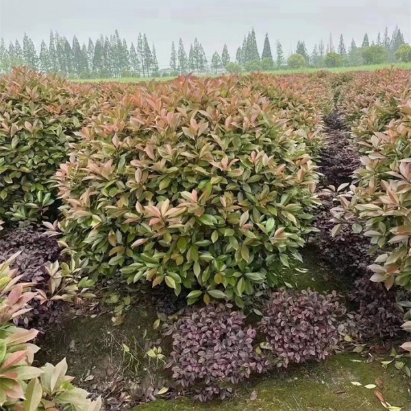 红叶石楠球