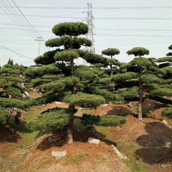 五针松造型